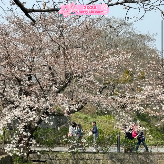 Garnishing 🤩the city with Cherry Blossom 🌸