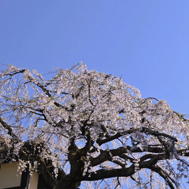 六角堂：櫻花繚繞的秘境