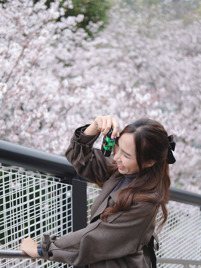 Kumamoto Castle จุดชมชากุระสวยๆ บานสะพรั่ง