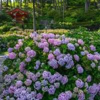 【福岡景點】星之花公園～漫步賞景