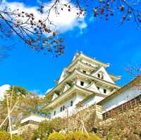 Gujo Hachiman Castle stands as a proud sentinel 🇯🇵