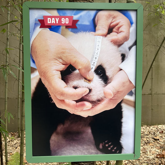 용인 푸씨 푸바오를 만나다🐼