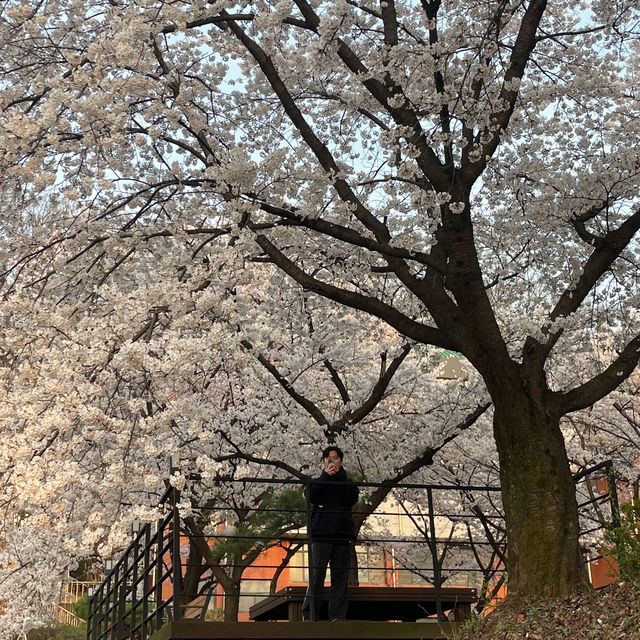 이천 나만 알고싶은 벚꽃 명소🌸