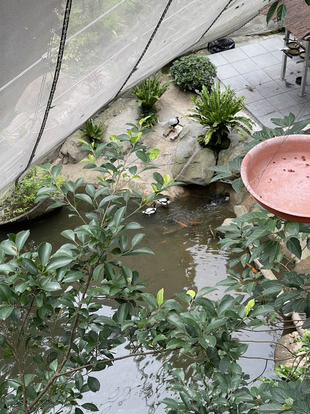 🌟春日探訪香港綠洲:尤德觀鳥園🌿 🌟春日探訪香港綠洲:尤德觀鳥園🌿