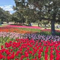 【福岡観光】園内お花で埋め尽くされていて素敵