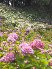 千葉県　紫陽花スポット　服部農園あじさい屋敷