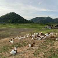 จับแพะชนแกะที่เขื่อนปราณบุรี บรรยากาศดีสุดๆ