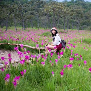 The Siam Tulip at Sai Thong National Park