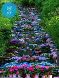 実はここの紫陽花いつでも○○！見頃は6月中旬❤️💙💚💜💛💖