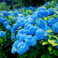 【長野県/岡谷市　色鮮やかな紫陽花が一面に広がる先には諏訪湖が見える絶景スポット✨】