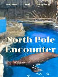 พาชมสัตว์ขั้วโลกเหนือที่ North Pole Encounter 🦭