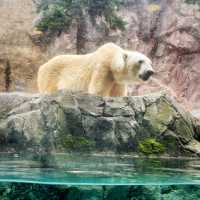 【北海道/旭川　動物達の行動を間近で見られる工夫を凝らした動物園】