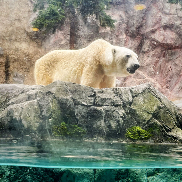 【北海道/旭川　動物達の行動を間近で見られる工夫を凝らした動物園】