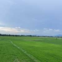 Paddy Field!!