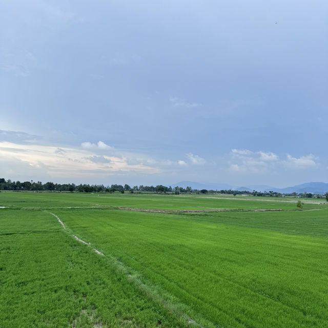 Paddy Field!!