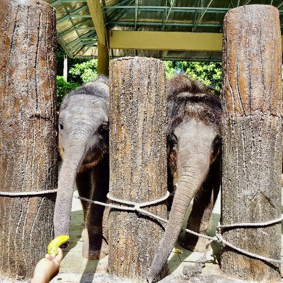 Kuala Gandah Elephant Sanctuary 