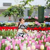 🌷สวนดอกไม้เมืองหนาวที่ใหญ่ที่สุดในประเทศไทย🌹