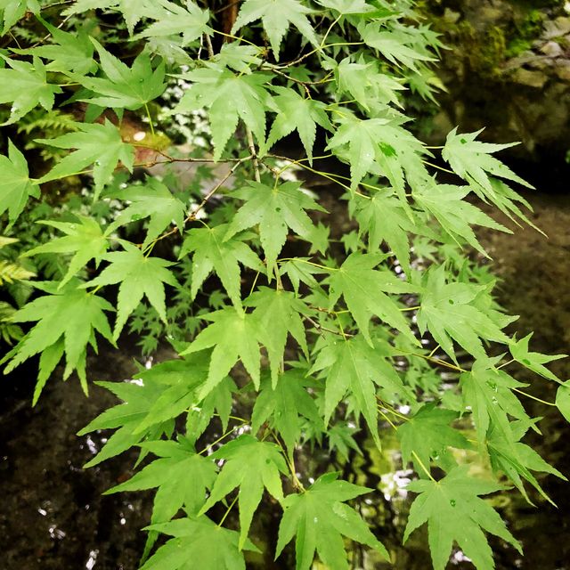 【🇯🇵京都】🍁息を呑む美しいリフレクション