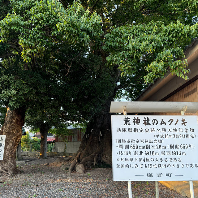 【兵庫県 西脇市】長寿の木！！県指定の天然記念物