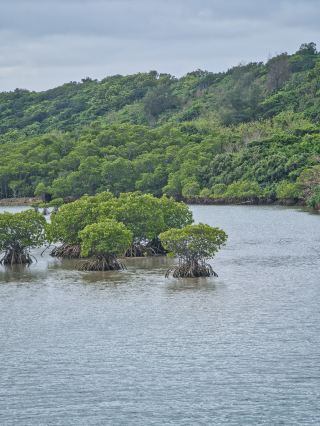 Enjoy Mangroves for Free in Miyako Island, Okinawa.