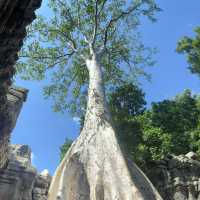 Another incredible Temple -TA PROHM