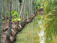 ฌานหมากคาเฟ่ อ.บางคล้า จ.ฉะเชิงเทรา