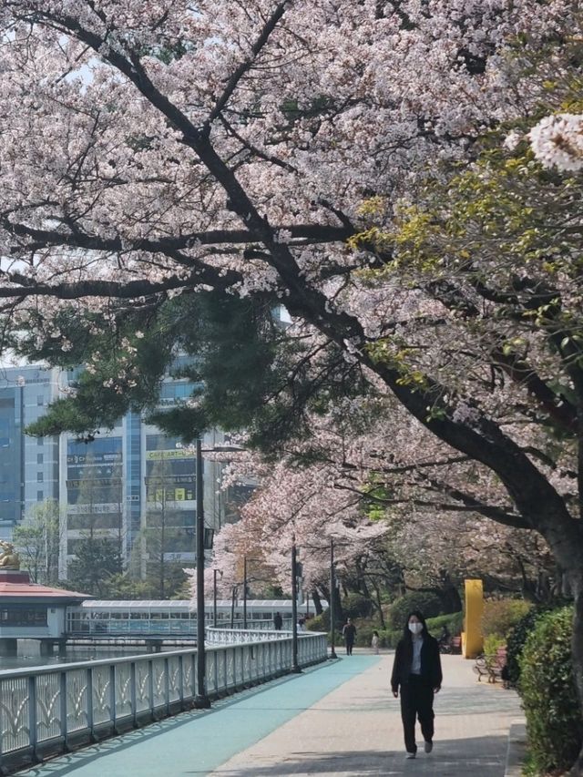 아름다운 벚꽃뷰 공원나들이