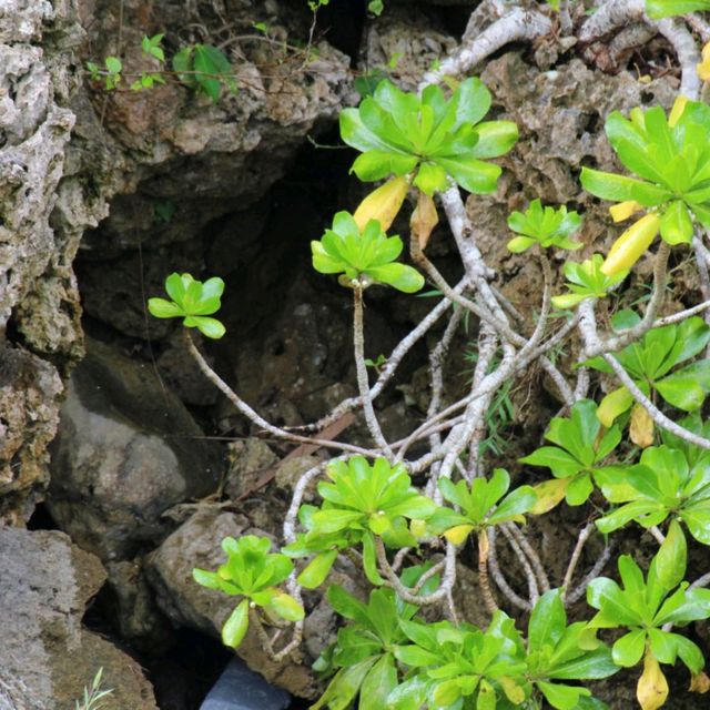 ウミガメの海🏝️奄美大島✨笠利漁港