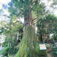 搭纜車：輕鬆上高尾山