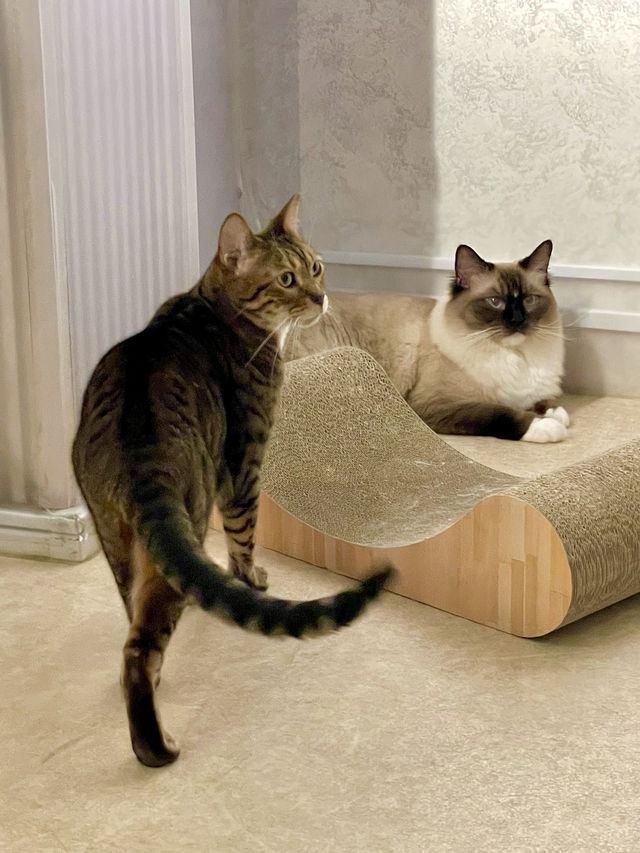 【東京都】猫のふれあいパーク「ニャンジャタウン」 【東京都】猫のふれあいパーク「ニャンジャタウン」