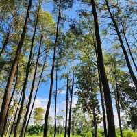🌲สวนสนแม่แตง เชียงใหม่