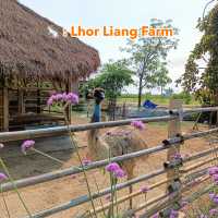  🐇 : Lhor Liang Farm 