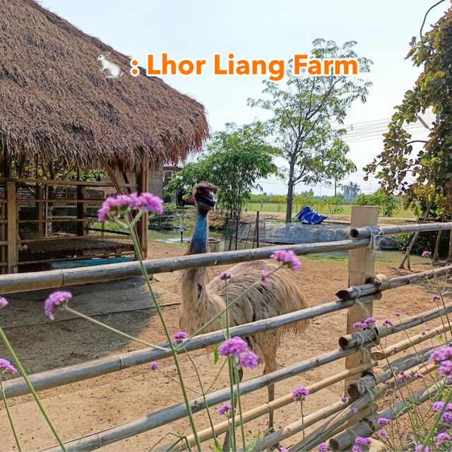  🐇 : Lhor Liang Farm 