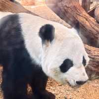 上野動物園簡～親親可愛動物