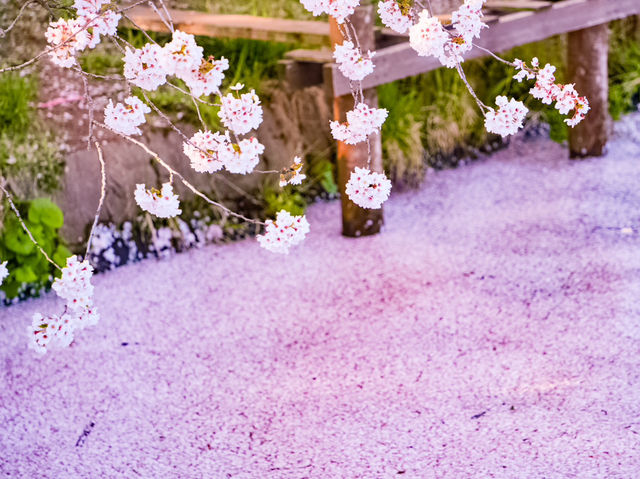 【青森/弘前】しぬまでに見たい弘前城のさくら
