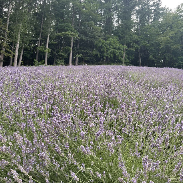 Japan’s Northern Jewel- Hokkaido 