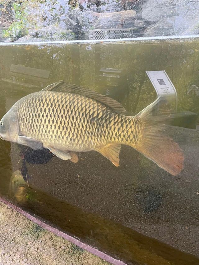 奧地利因斯布魯克動物園
