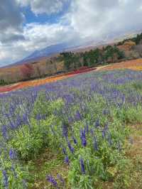 【那須町】ケイトウ畑！那須フラワーワールド🌸