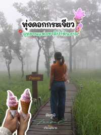 🌷เที่ยวชมทุ่งดอกกระเจียว จ.ชัยภูมิ