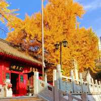～文殊寺～銀杏秋色～