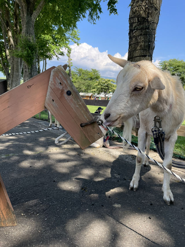 【静岡/富士宮】ワイルドBBQにヤギのお散歩⁉︎