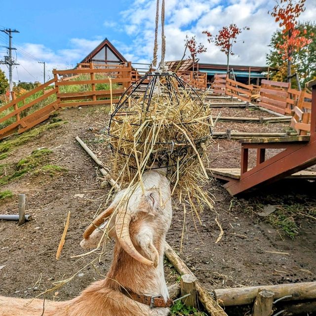 旭川景點｜亞洲觀賞極地動物最近的動物園—旭川動物園