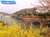日本四國-德島賞花：山野林間的木蓮花、迎春花、櫻花