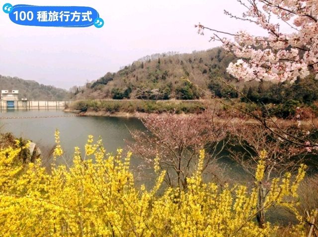 日本四國-德島賞花：山野林間的木蓮花、迎春花、櫻花