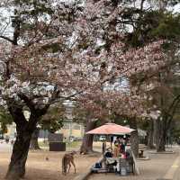 Deer Encounters and Temple Wonders: My Nara Park Adventure!