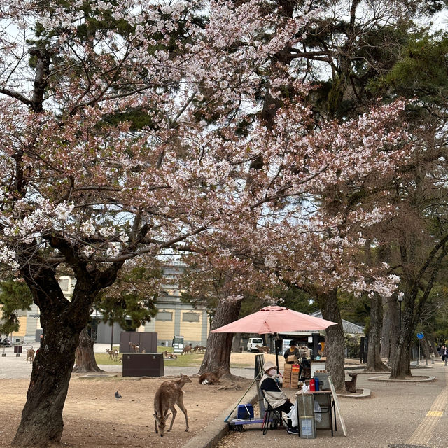 Deer Encounters and Temple Wonders: My Nara Park Adventure!