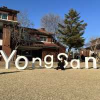 서울의 겨울 오아시스, 용산공원에서 만나는 도심 속 자연과 인생샷✨