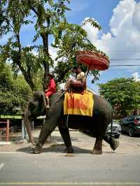 ขี่ช้างชมโบราณสถาน!🐘 กิจกรรมสุดจึ้งในอยุธยา