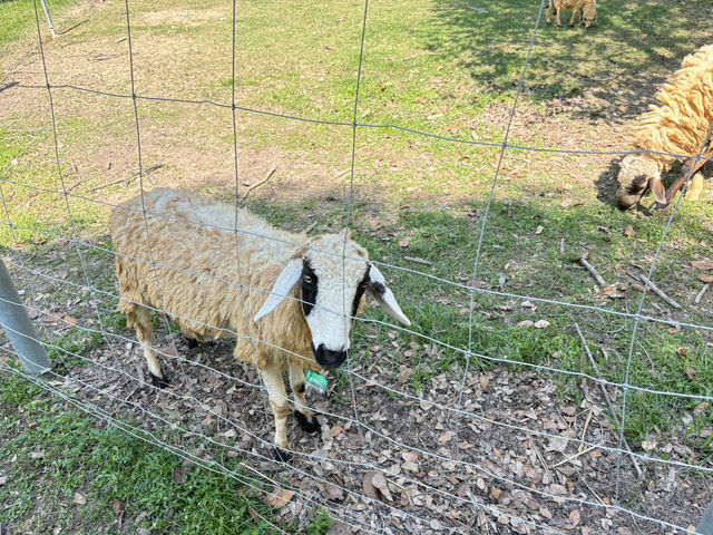 Viva Farm 🐑🐓สวนสัตว์แห่งแรกและแห่งเดียวของจันทบุ