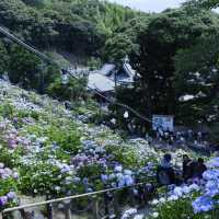 邂逅一望無際的紫陽花海 
